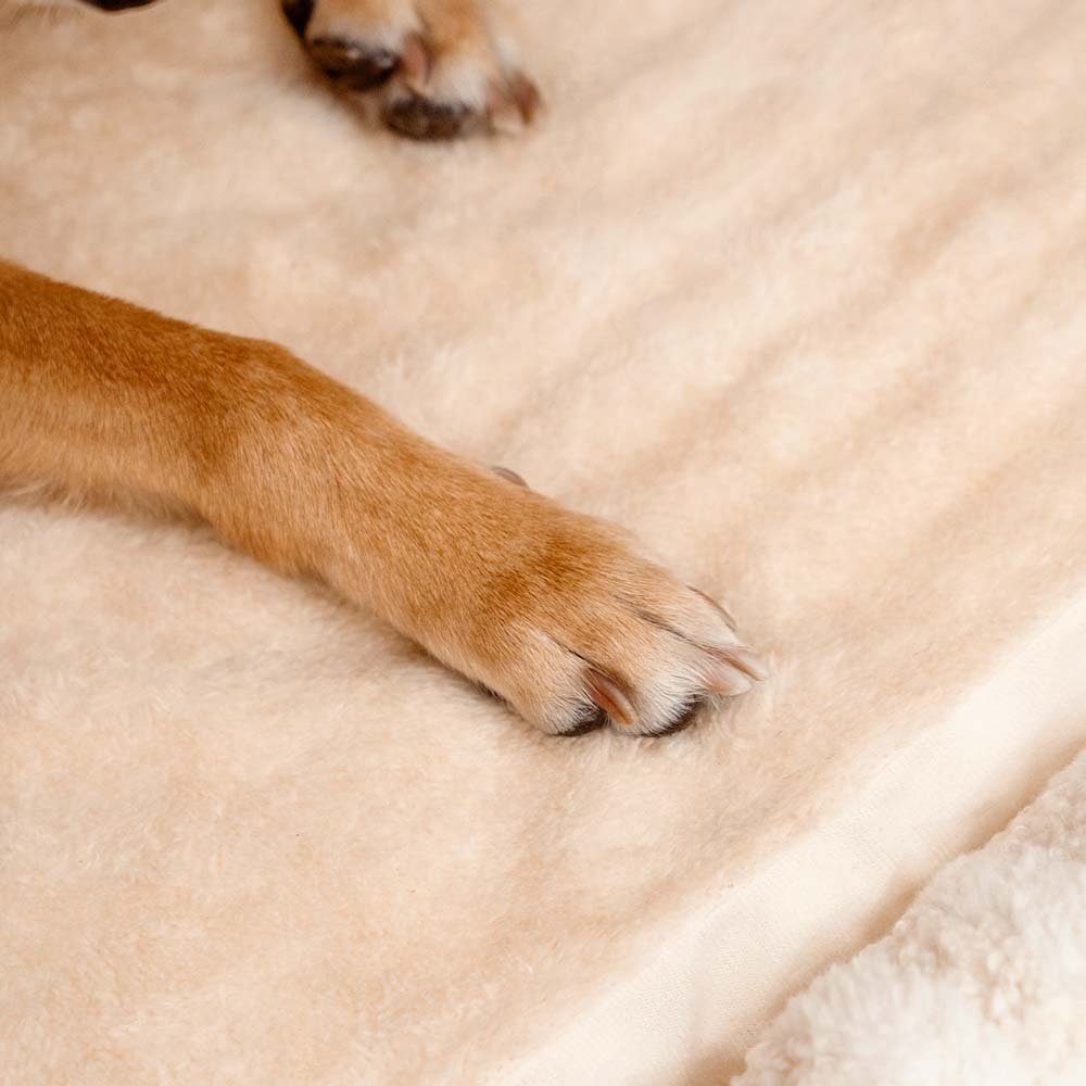Cozy Orthopedic Striped Dog Bed - Plush Hideaway for Pets - Lexians