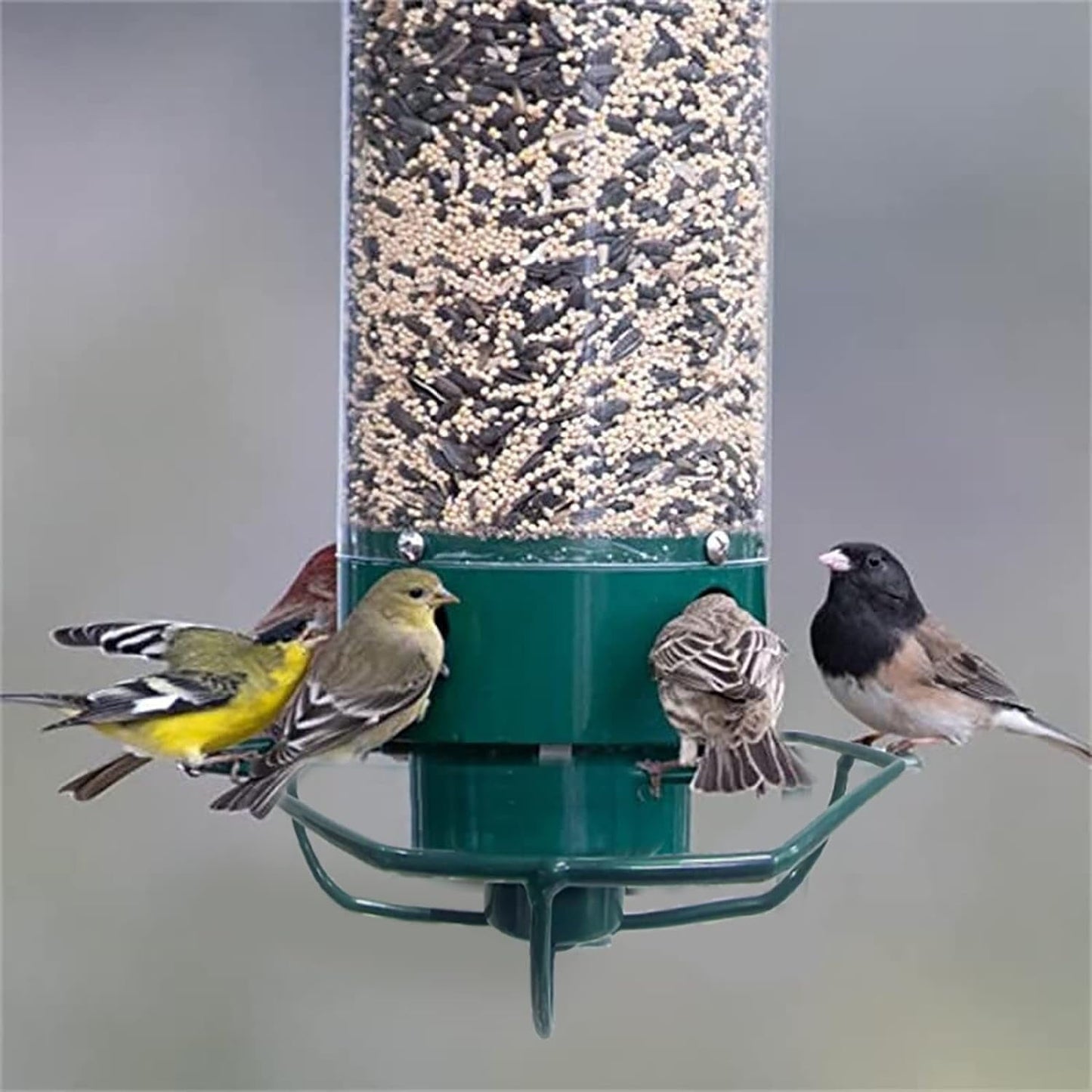Metal Squirrel Proof Hanging Bird Feeder with Spinning Perch - Lexians