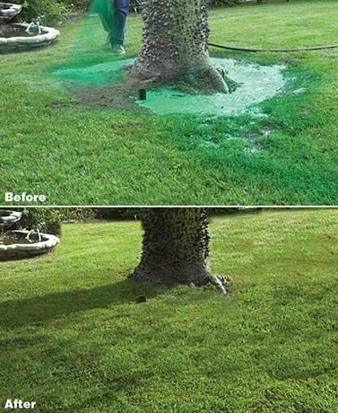 Quick Grow Liquid Lawn Seed Spray for Lush Green Lawns - Lexians