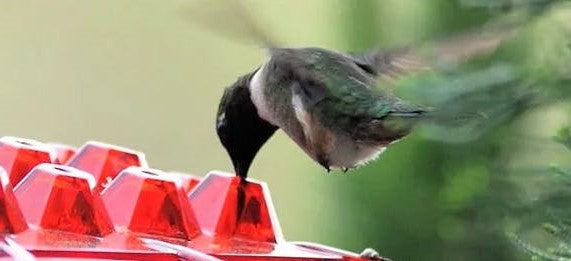 "Ant proof hummingbird feeder with raised ports, outdoor perch, hexagonal design, UV-resistant, ideal for gardens."