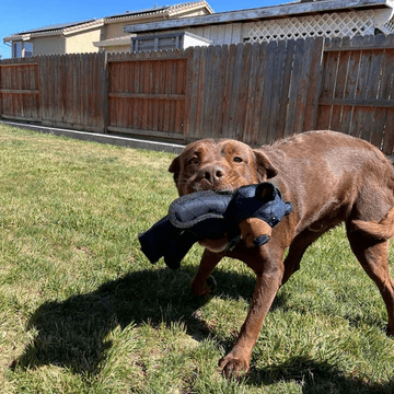 Durable Bear Dog Toy for Heavy Chewers with Squeaker - Lexians
