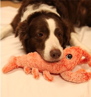 Interactive Floppy Lobster Dog Toy - Durable Plush Chew Toy - Lexians
