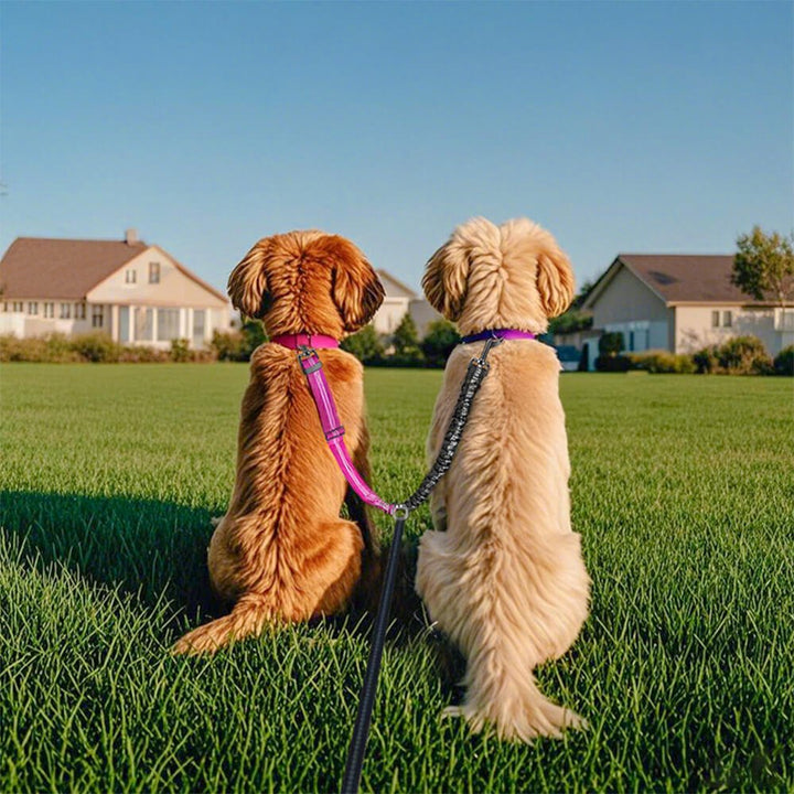 No - Tangle Shock Absorbing Double Lead Dog Leash - Lexians