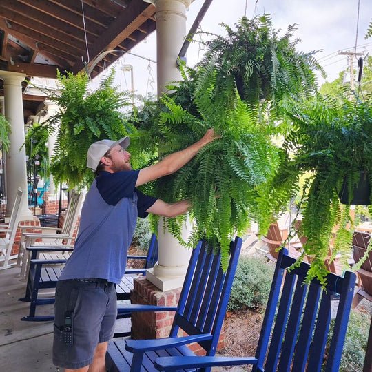 Outdoor UV Resistant Artificial Boston Fern - Lexians