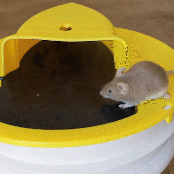 "Pet-friendly Flip N Slide mouse trap for home use, featuring a dual-catching design for mice and young rats, bucket included
