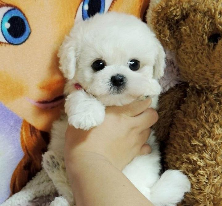 Realistic plush puppy toy with lifelike details and soft fur in beige; perfect for kids and adults dog lovers.