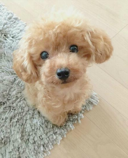Realistic plush puppy toy with lifelike details and soft fur in beige; perfect for kids and adults dog lovers.