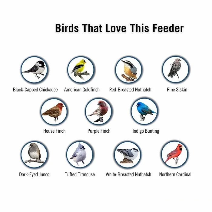 Squirrel Proof Bird Feeder with Anti - Squirrel Design - Lexians
