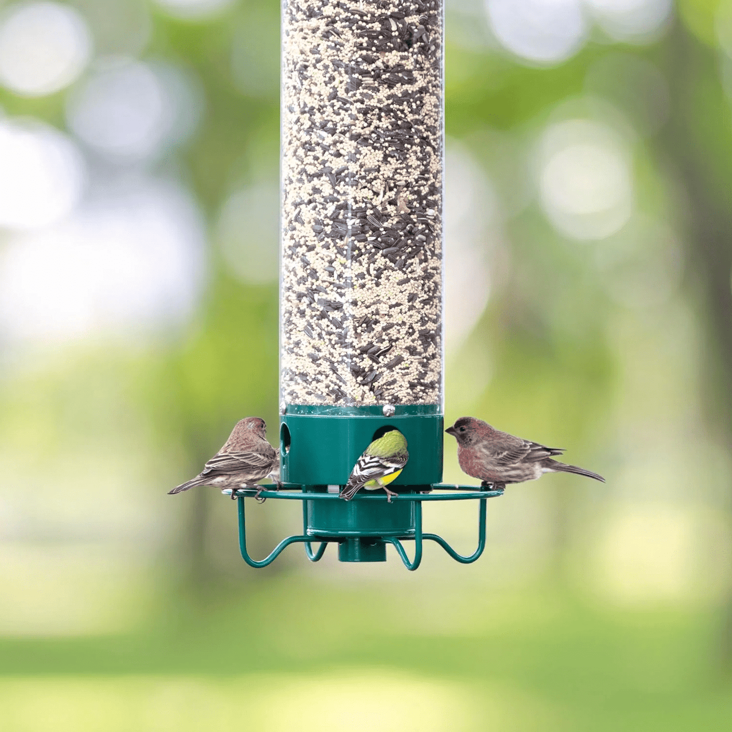 Squirrel - Proof Metal Bird Feeder with Rotating Perch - Lexians