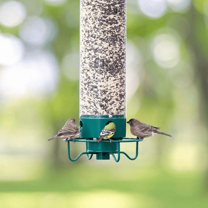 Squirrel - Proof Metal Bird Feeder with Rotating Perch - Lexians