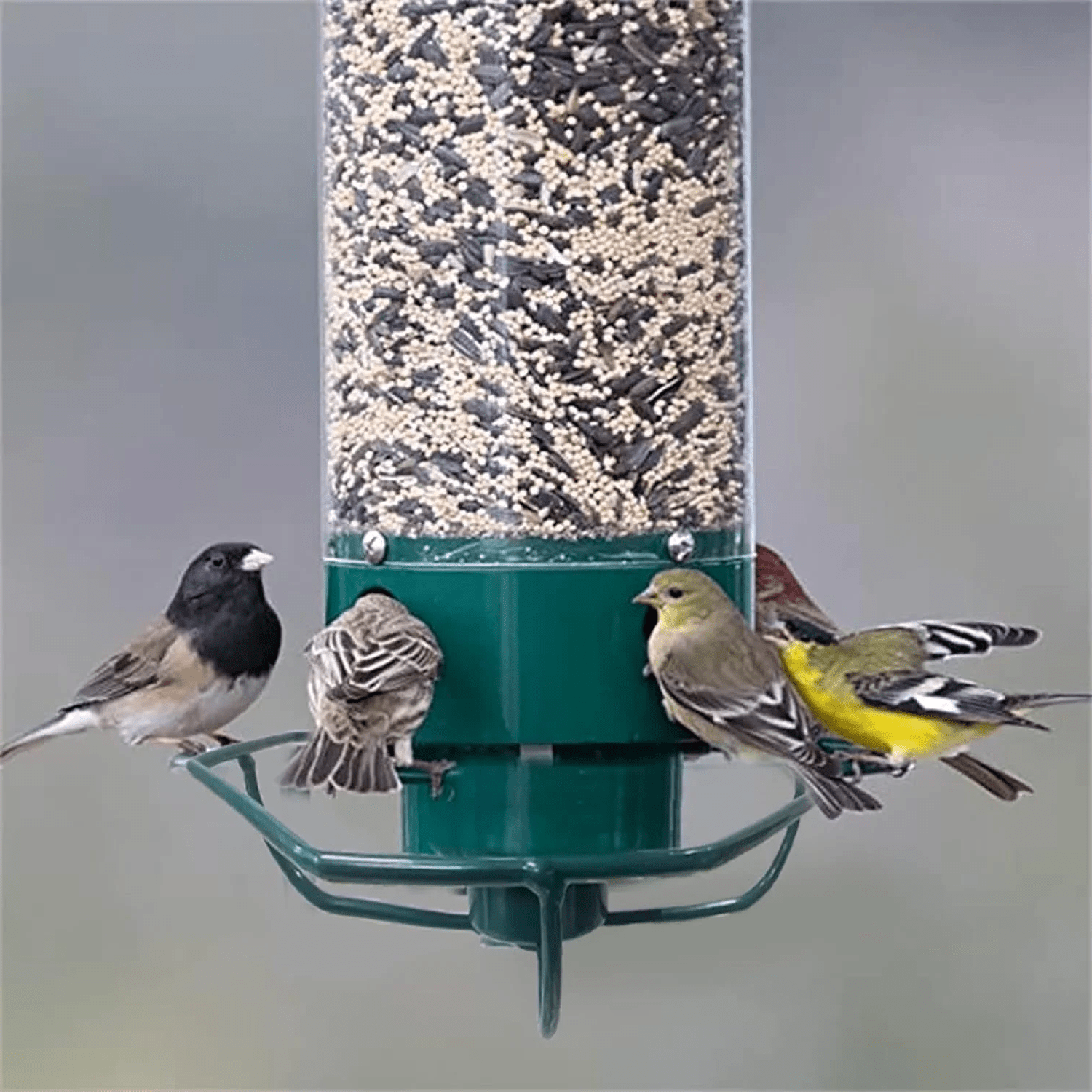 Squirrel - Proof Metal Bird Feeder with Rotating Perch - Lexians