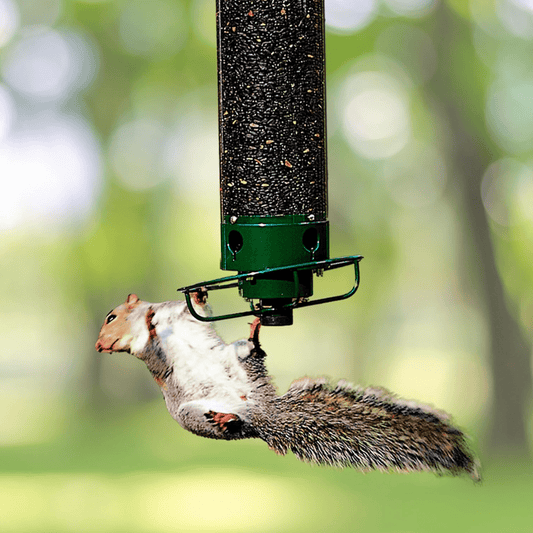 Squirrel - Proof Metal Bird Feeder with Rotating Perch - Lexians